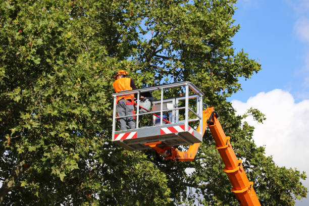 How Our Tree Care Process Works  in  Westbrook, ME